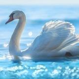 🦢پوشاک اسپرت سُوان🦢