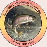 forel_armavir