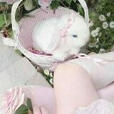 Spring babꨄ