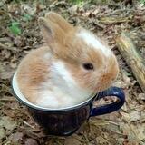 IAF - Rabbits 🐇