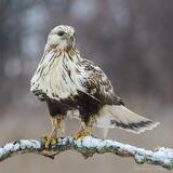 Фотоохота 📸 🦅 Александр Овсянников