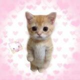 <kitten3