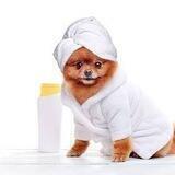 Arabian Pomeranian | كلب صغير طويل الشعر