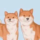 ShibShib Community