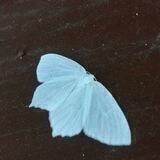 𝐀𝐒𝐀𝑳𝑌🦋