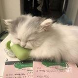 stillness🐱