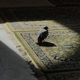حَسنَه