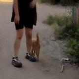 Кио и коты