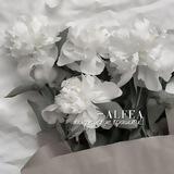 αℓƒєα