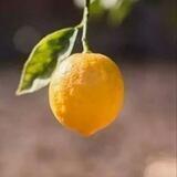 Lemonchik | Crypto | NFT