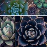 Succulents Dreams TON NFT