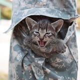Котики и Кощьки Tactical