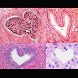 histology for first year