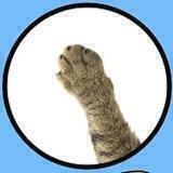 Catarm 2.0