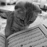 اقتباسات قرانيه .