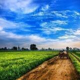 Agriculture 📗☘️🌿🍁🐂🐔️🐓😍