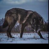 CANIS-LUPUS ᴮᴼᵀᴼᴺᴱᴿᴬ
