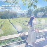 ˗ˋˏ зеленая листва ໑▸ 🍃