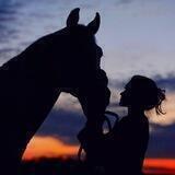 My Horse TON NFT Collection