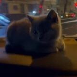 анон