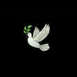 🍃..ꜱᴛᴀʀꜱ ᴛᴇᴀᴍ ᴏꜰꜰᴄɪᴀʟ..🍃