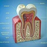 Group the best dentist