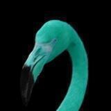 Green Flamingo Bsc