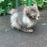 Помощь Мурке Из Реутова