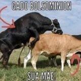 Canal do Gado Bolsominion