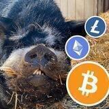 CryptoBoar 🐗