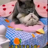 成都高颜大学生活专榜