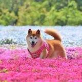 SpringDogeBSC