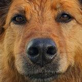 DOGability