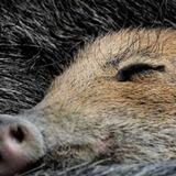 Schützt die Wildschweine 💚