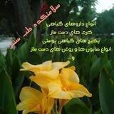 سلامتکده طب سنتی
