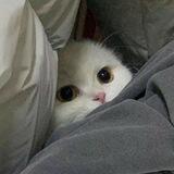 пельмешкины