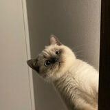 𖥻 ۫ ׅ — kitty ៶៲៸ ֹ ִ ˖
