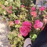 لــــــــــــــ ࢪࢪ࣪ان🌸.
