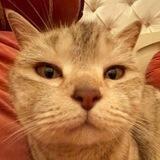 Пушистые киски =^._.^= ∫