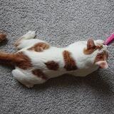 Кот Шуберт