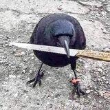crow with knife