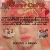 𝐅lower 𝐂affe | PROMO.