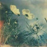 blooming flowers.