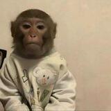 Monyet