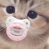 bayi-bayi! ꉂ૮₍ ᵔᗜᵔ* ₎ა