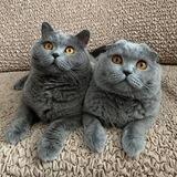 Пушок и Пирожок🐱🐱
