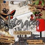 Testi Asteracea