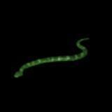 $SNEK
