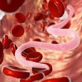 Parasitology | AI