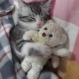 милые пушистики😼